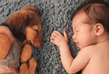 Baby and puppy sleeping on carpet cleaned by Ecosuds