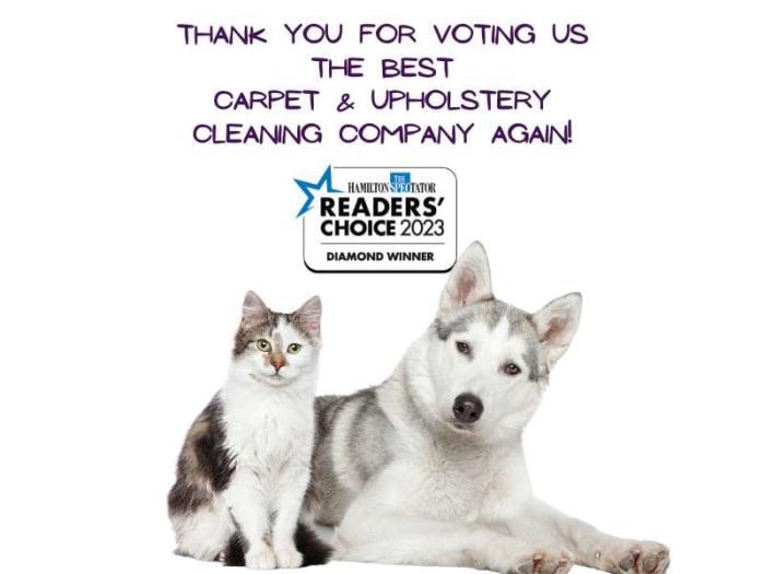 Best Carpet Cleaning Company Hamilton Ontario Dog and Cat