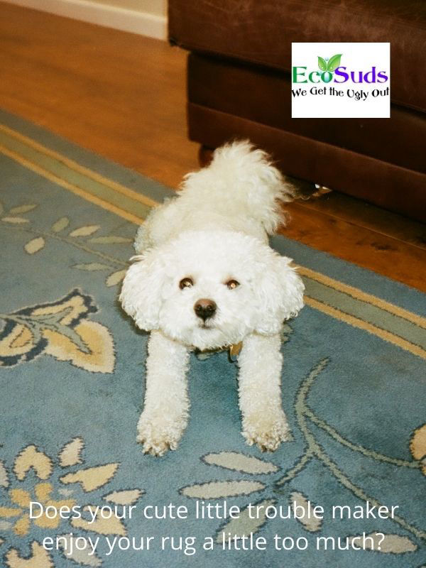 Dog on Oriental Rug to go to Ecosuds Area Rug Cleaning Burlington Ontario