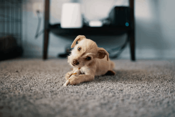 Dog on Carpet needs cleaning in Hamilton Ontario