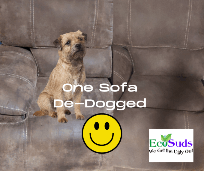 Dog On Sofa Cleaned by Ecosuds Grimsby Hamilton Stoney Creek