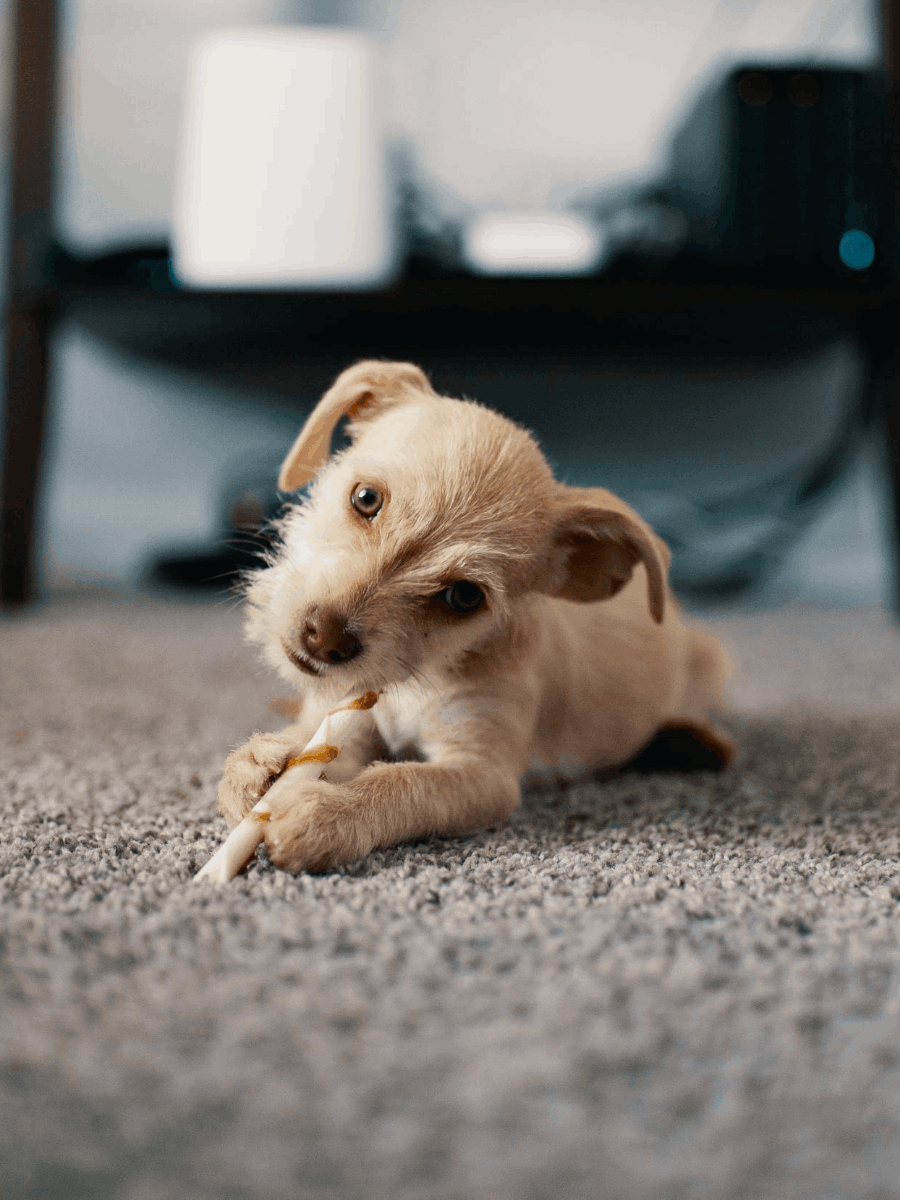 Dog eating bone on carpet to be cleaned by Ecosuds Hamilton Ontario