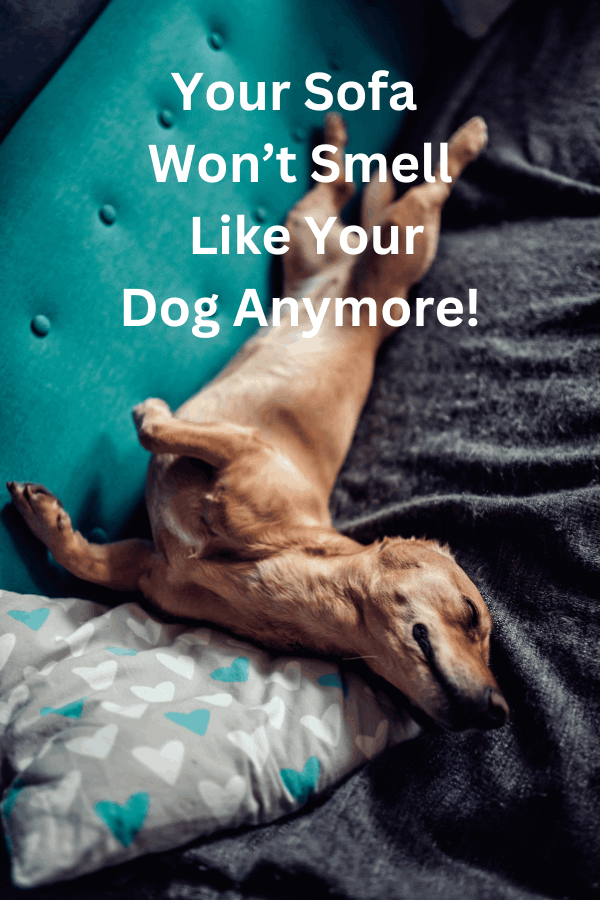 Free Deodorizing with Upholstery Cleaning in Hamilton Ontario